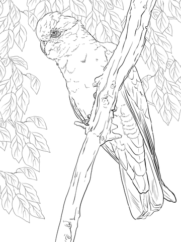 Rose Breasted Cockatoo Or Galah Coloring Page